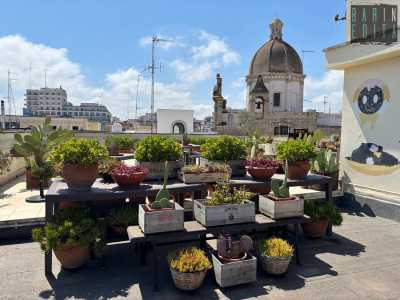 Derivano tutte dal terrazzo di Carla, l� dove la donna ha creato un vero e proprio vivaio...